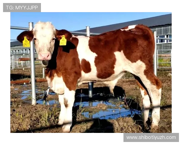 欧博abg官网最新资讯与官方公告全面解析